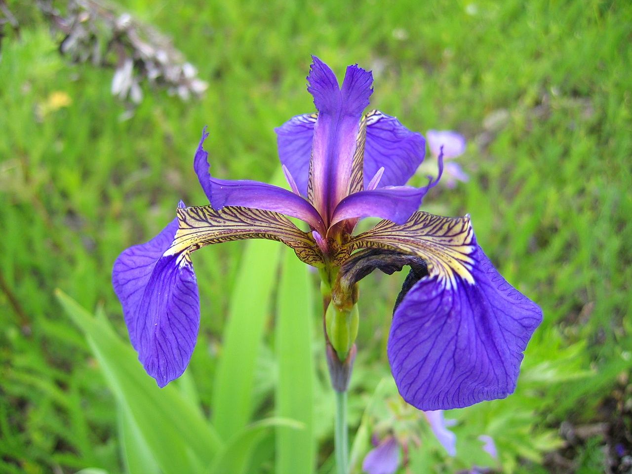 A blue flower, close up. We see stamens and petals curling down.