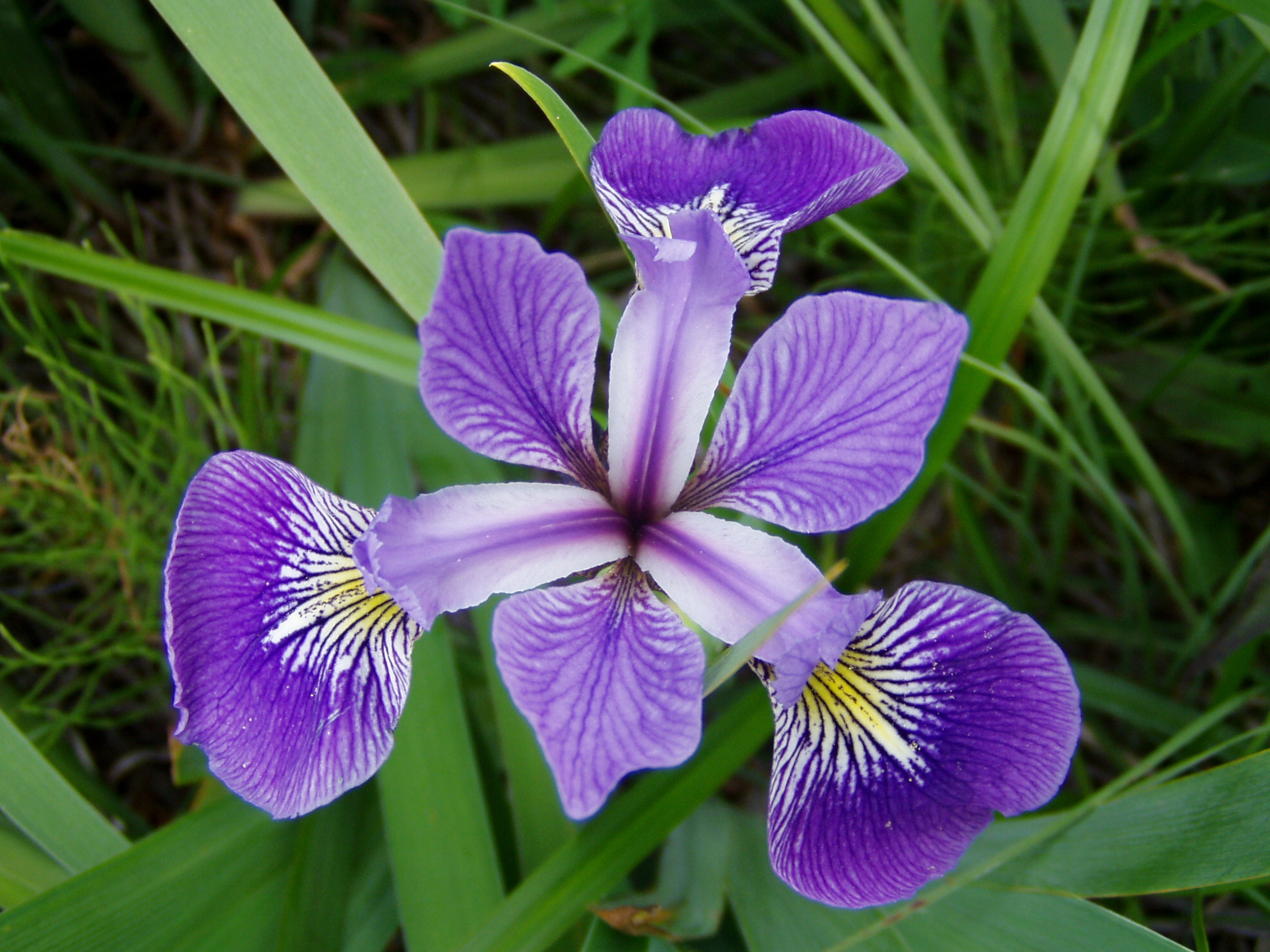 A purple flower, from a similar angle as the first figure. I can't say what is different, apart from the colour.