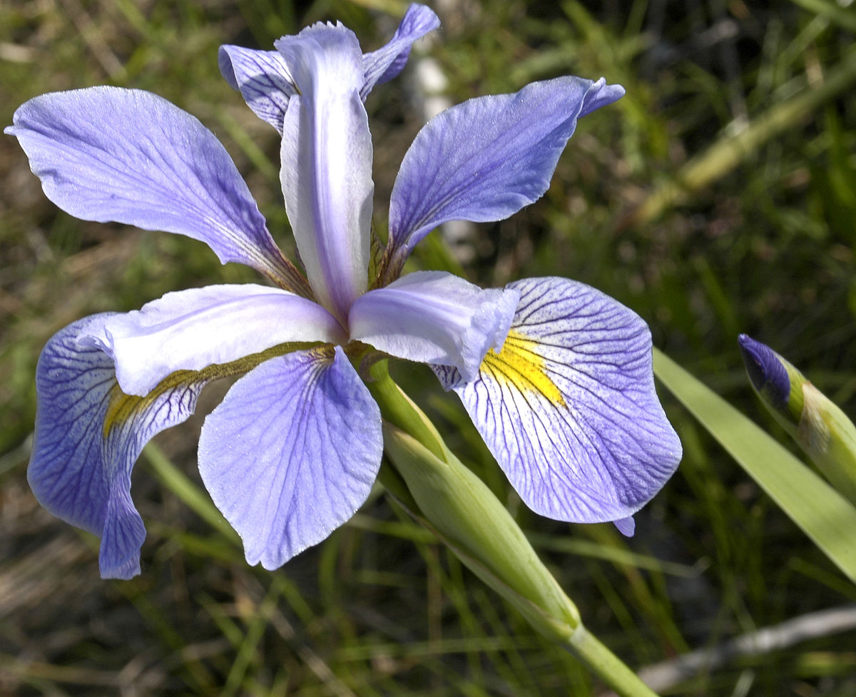 A pale blue flower, from a similar angle as the first figure. Again, I can't say what is different, apart from the colour.